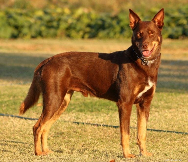 Top 15 Herder Dog Breeds – Images & Expert Insights