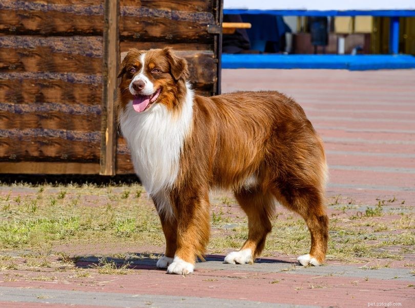 Top 15 Herder Dog Breeds – Images & Expert Insights
