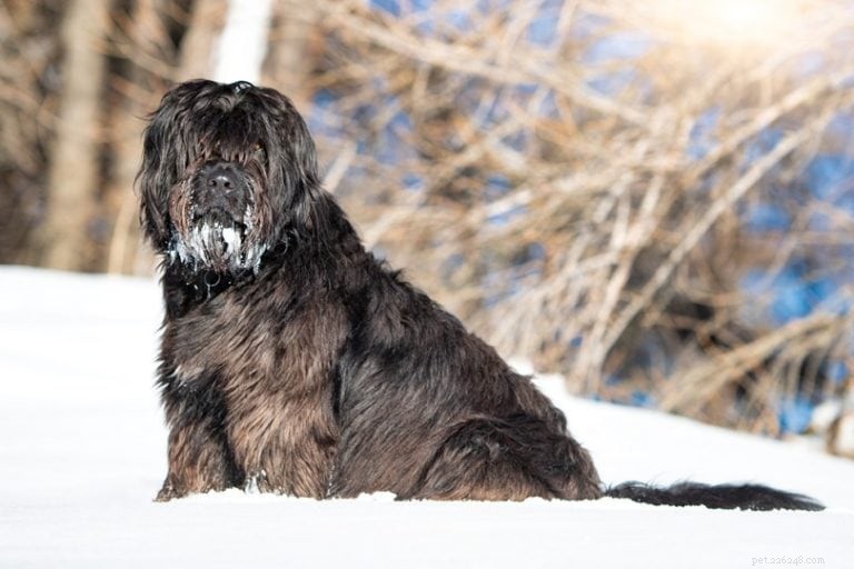 Top 15 Herder Dog Breeds – Images & Expert Insights