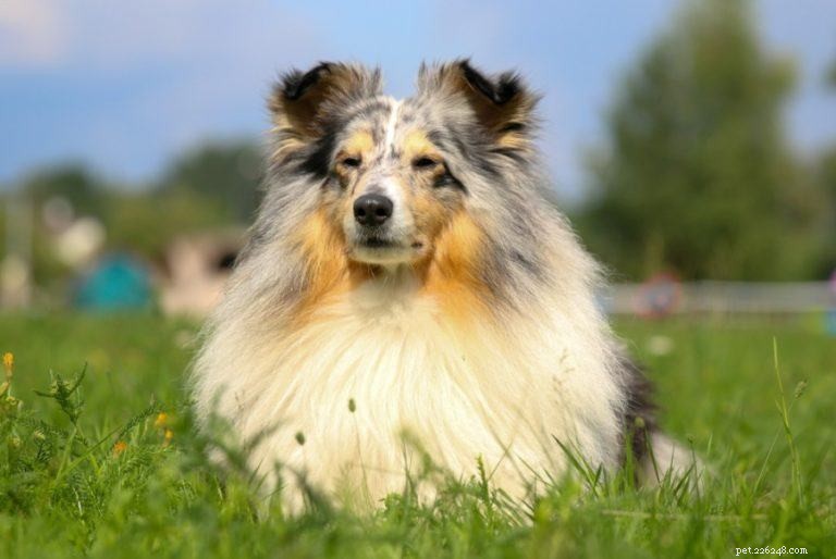 Top 15 Herder Dog Breeds – Images & Expert Insights