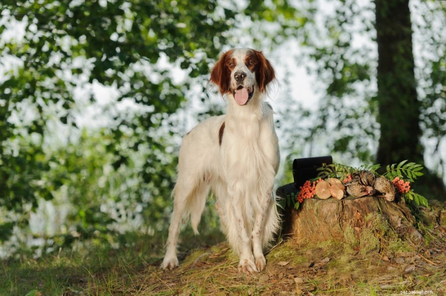Top 20 Most Friendly Dog Breeds – Pictures & Profiles