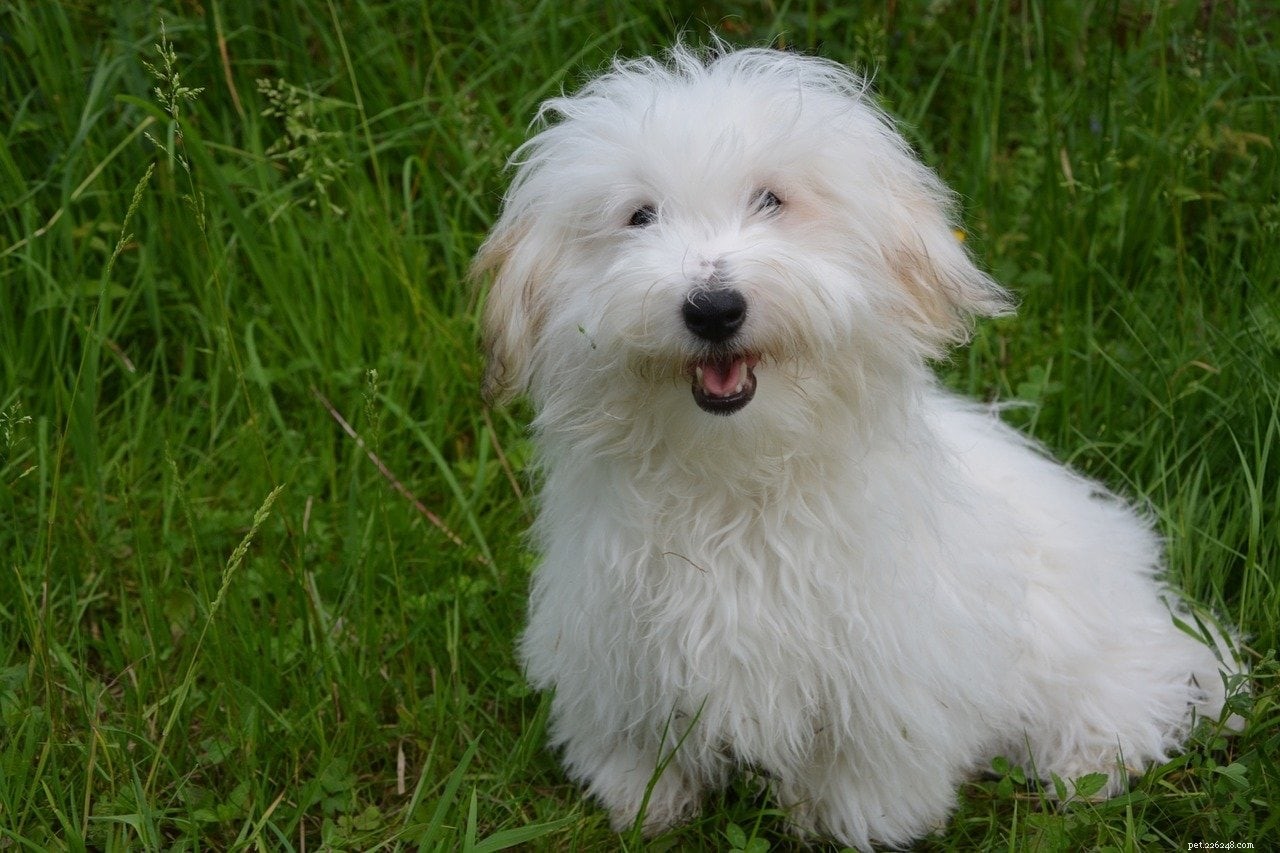 Top 20 Most Friendly Dog Breeds – Pictures & Profiles