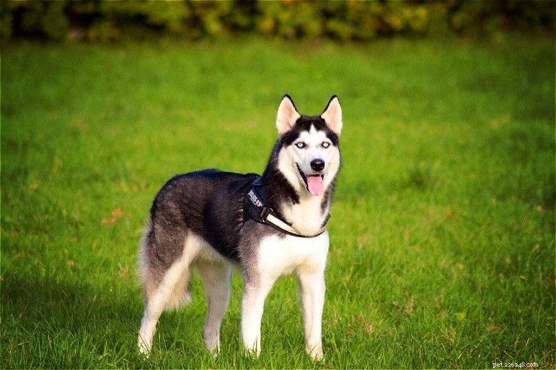 Top 20 Most Friendly Dog Breeds – Pictures & Profiles
