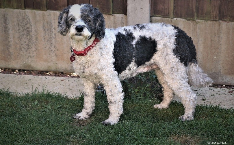 20 Designer Dog Breeds: A Guide to Popular Hybrid Pups