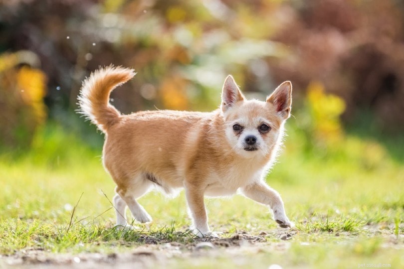 20 Designer Dog Breeds: A Guide to Popular Hybrid Pups