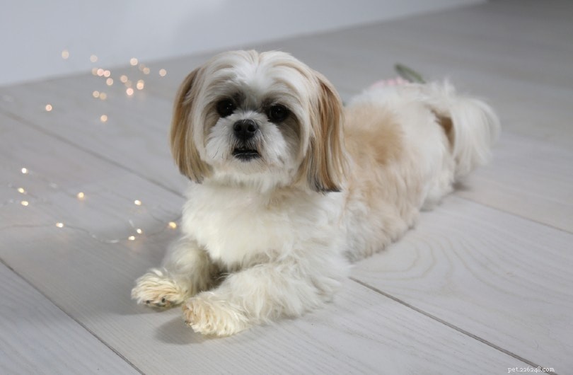 20 Designer Dog Breeds: A Guide to Popular Hybrid Pups
