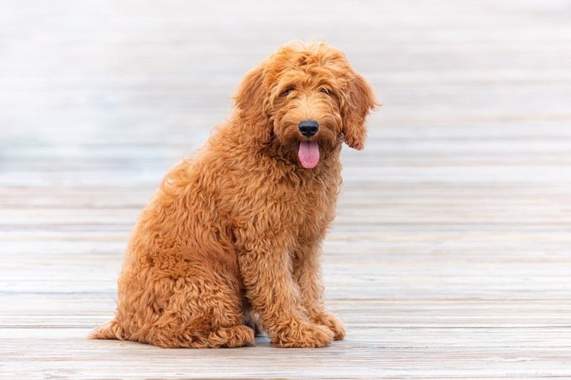 20 Designer Dog Breeds: A Guide to Popular Hybrid Pups