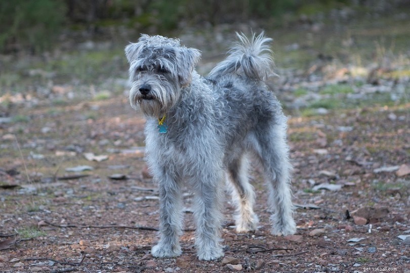 20 Designer Dog Breeds: A Guide to Popular Hybrid Pups