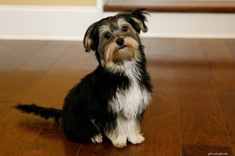 20 Designer Dog Breeds: A Guide to Popular Hybrid Pups