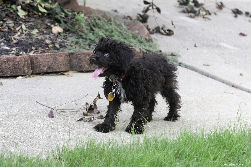 20 Designer Dog Breeds: A Guide to Popular Hybrid Pups