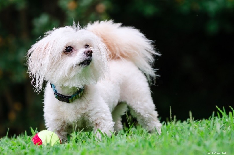 20 Designer Dog Breeds: A Guide to Popular Hybrid Pups