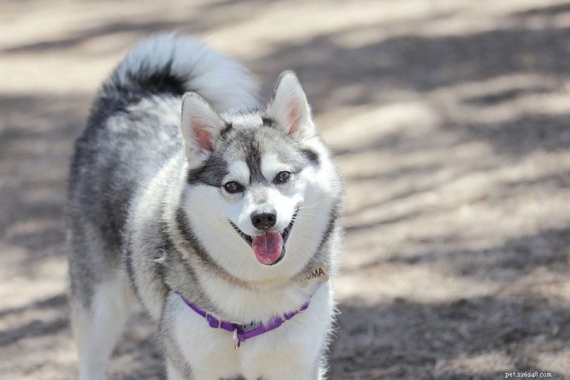 Three Iconic Alaskan Dog Breeds: Husky, Malamute, and More
