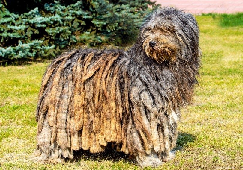 Top 12 Shaggy Dog Breeds: A Guide to the Most Fluffy Companions