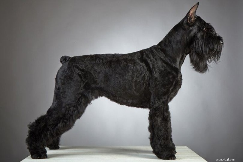 Top 12 Shaggy Dog Breeds: A Guide to the Most Fluffy Companions