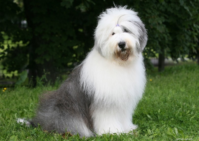 Top 12 Shaggy Dog Breeds: A Guide to the Most Fluffy Companions
