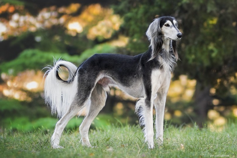 Top 10 Stunning Dog Breeds You’ll Love