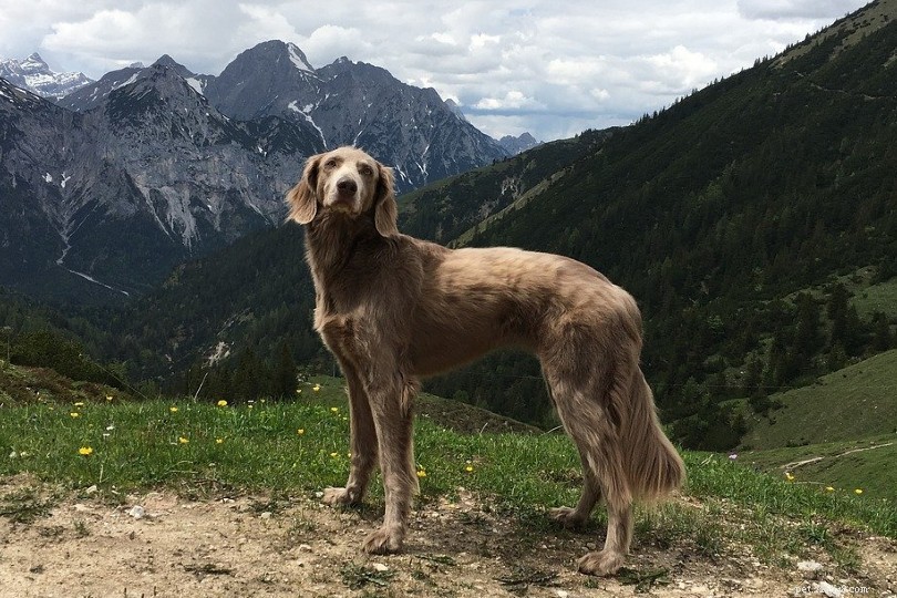 Top 10 Stunning Dog Breeds You’ll Love