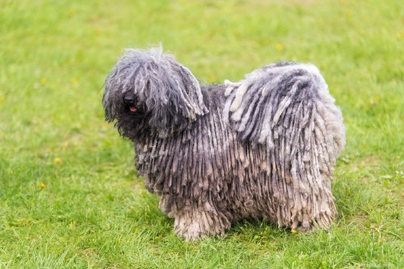 Discover 9 Remarkable Hungarian Dog Breeds