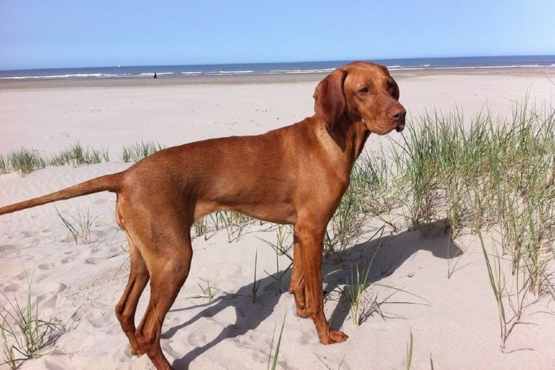 Discover 9 Remarkable Hungarian Dog Breeds