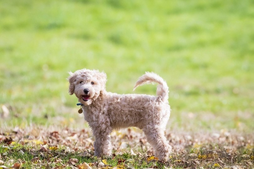 Top 14 Low‑Shedding Dog Breeds – A Trusted Guide with Photos