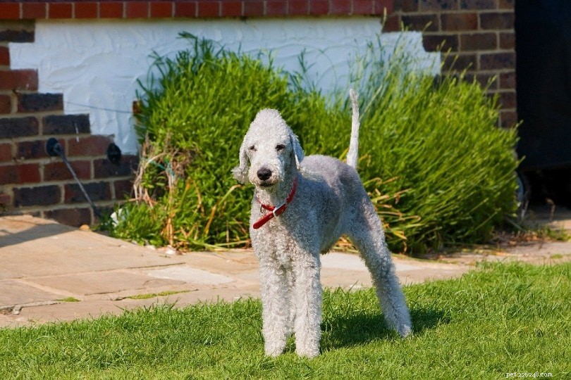 Top 14 Low‑Shedding Dog Breeds – A Trusted Guide with Photos