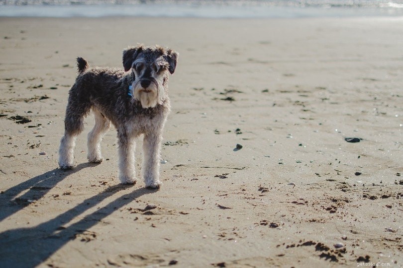 Top 14 Low‑Shedding Dog Breeds – A Trusted Guide with Photos