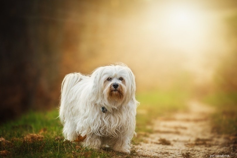 Top 14 Low‑Shedding Dog Breeds – A Trusted Guide with Photos