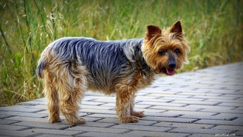 Top 14 Low‑Shedding Dog Breeds – A Trusted Guide with Photos