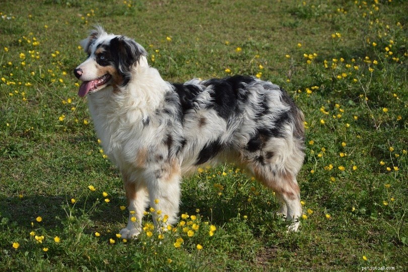 13 Premier Cattle Dog Breeds: Loyalty, Intelligence, and Versatility