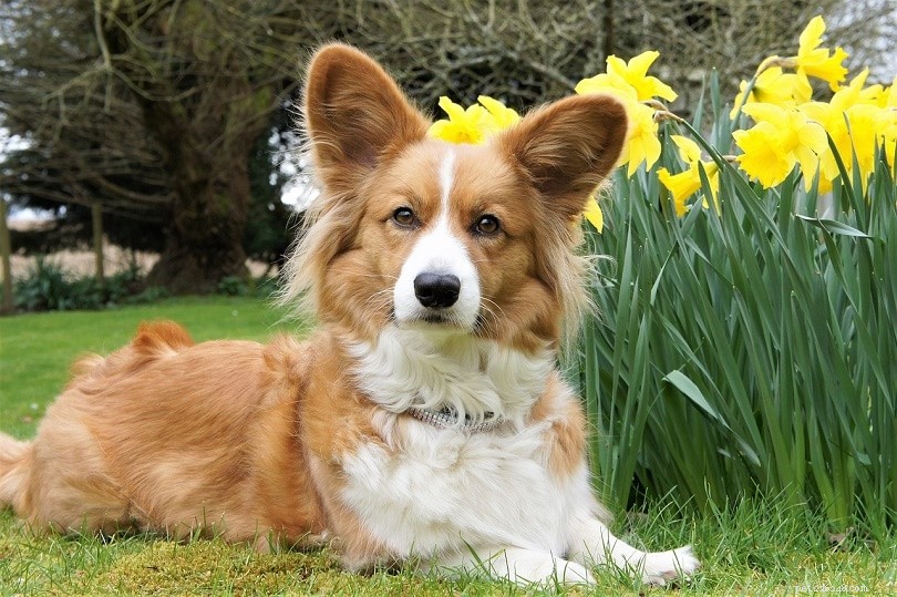 13 Premier Cattle Dog Breeds: Loyalty, Intelligence, and Versatility