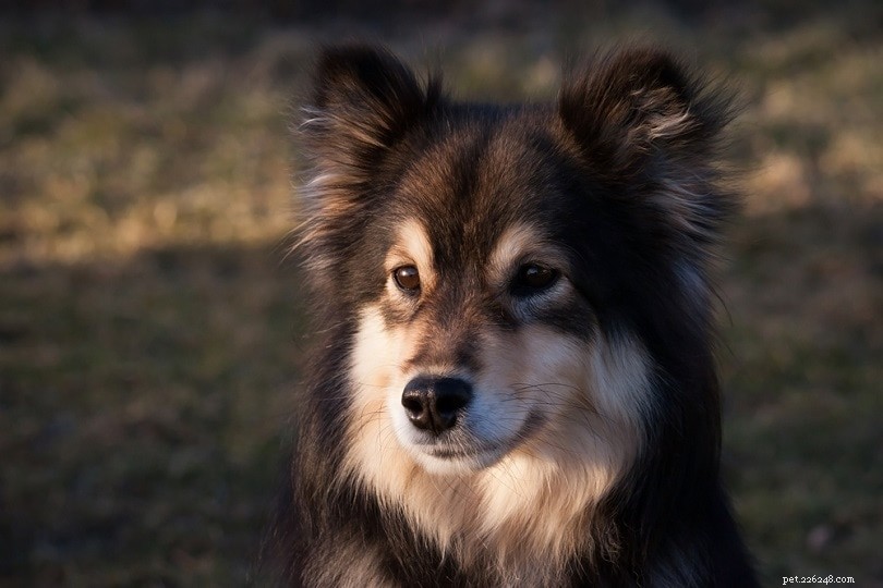 13 Premier Cattle Dog Breeds: Loyalty, Intelligence, and Versatility