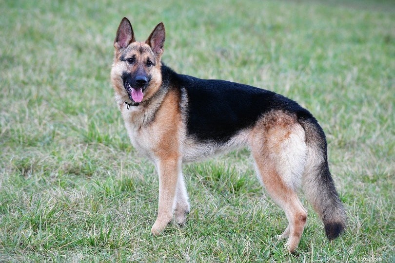 13 Premier Cattle Dog Breeds: Loyalty, Intelligence, and Versatility