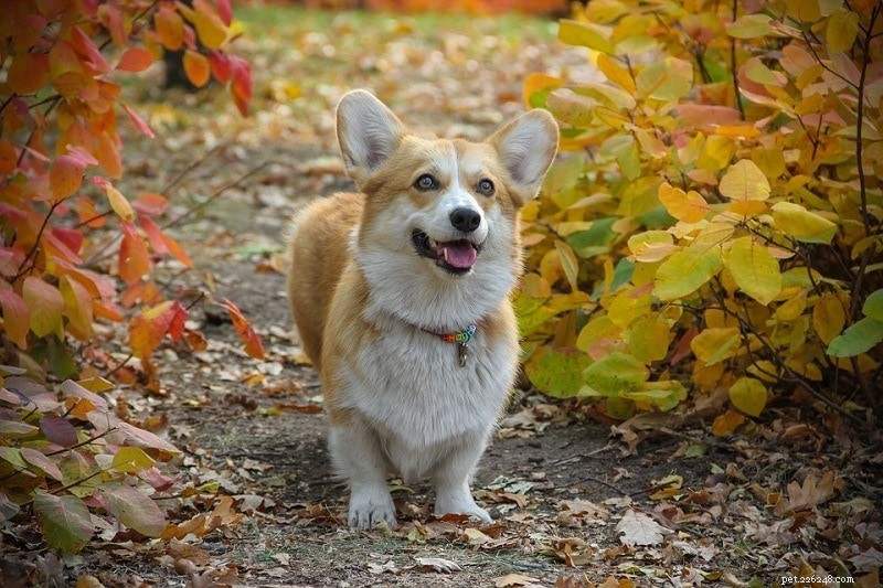 13 Premier Cattle Dog Breeds: Loyalty, Intelligence, and Versatility