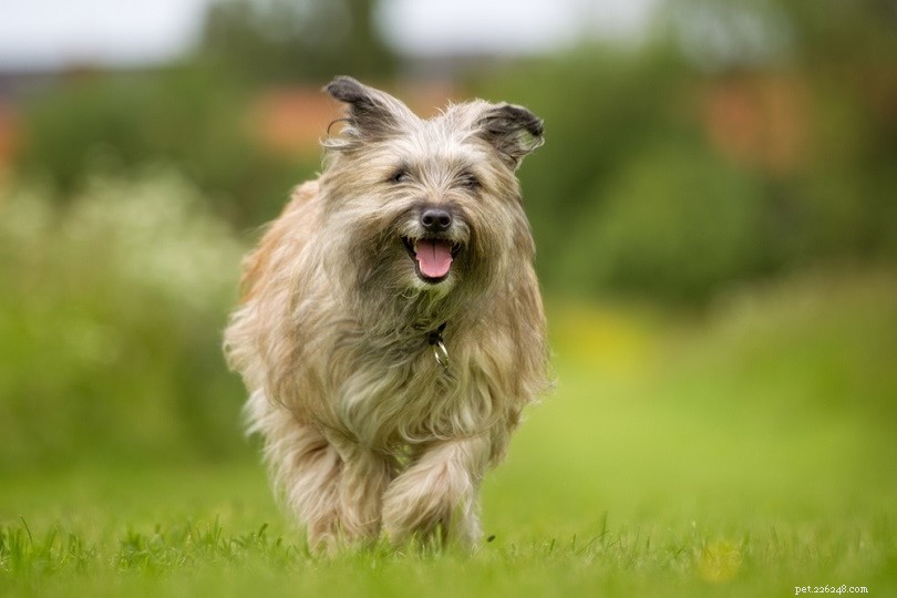 13 Premier Cattle Dog Breeds: Loyalty, Intelligence, and Versatility