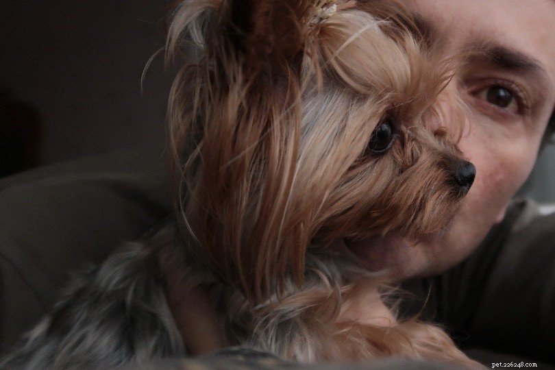 Top 10 Canine Companions for Emotional Support: Trusted Breeds for Healing