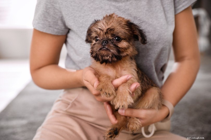 Top 10 Canine Companions for Emotional Support: Trusted Breeds for Healing