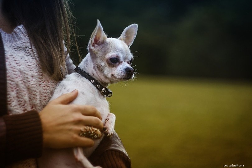 Top 10 Canine Companions for Emotional Support: Trusted Breeds for Healing