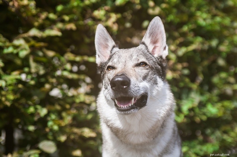 14 Dog Breeds with Wolf‑Like Features: A Guide to the Wild‑Looking Canines
