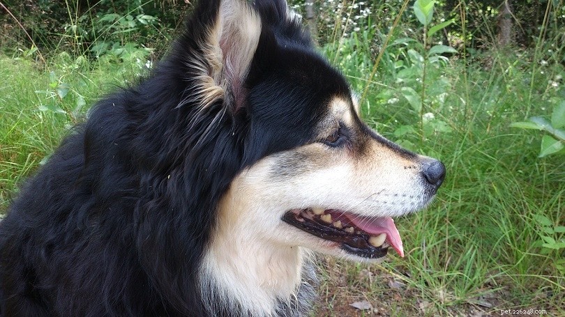 14 Dog Breeds with Wolf‑Like Features: A Guide to the Wild‑Looking Canines