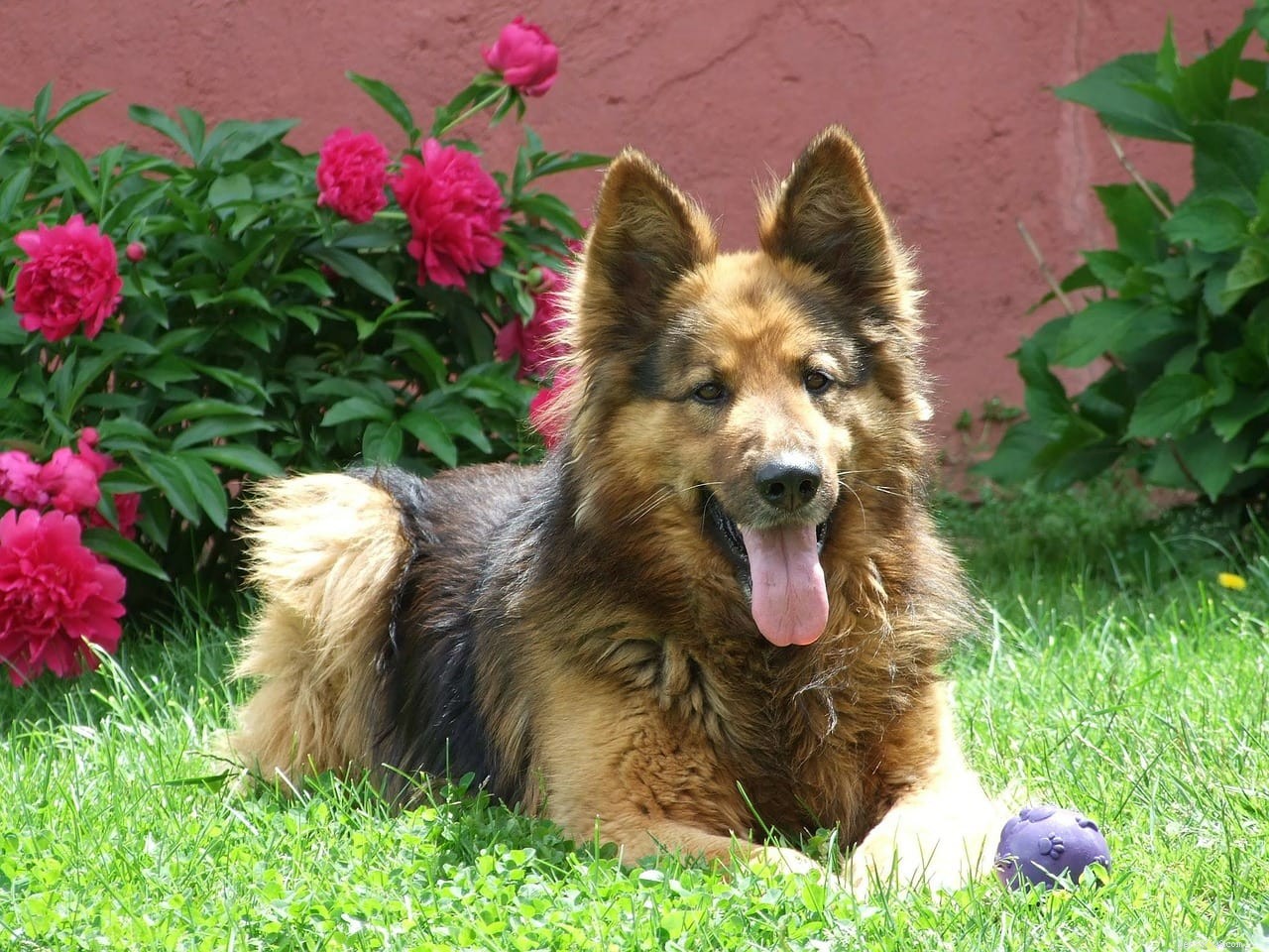 14 Dog Breeds with Wolf‑Like Features: A Guide to the Wild‑Looking Canines