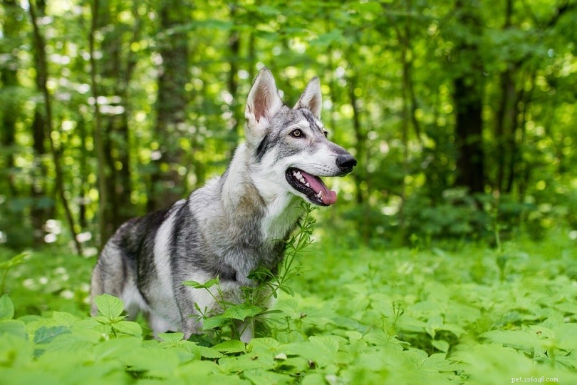 14 Dog Breeds with Wolf‑Like Features: A Guide to the Wild‑Looking Canines