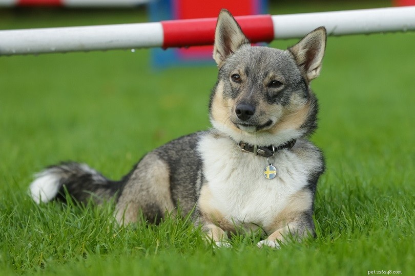 14 Dog Breeds with Wolf‑Like Features: A Guide to the Wild‑Looking Canines