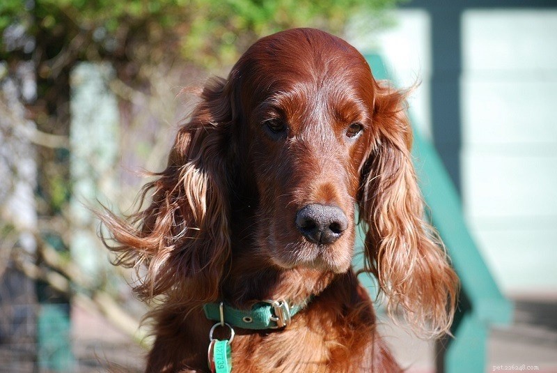 10 Stunning Red Dog Breeds – From Big to Small, Fluffy & Classic (Photos Included)