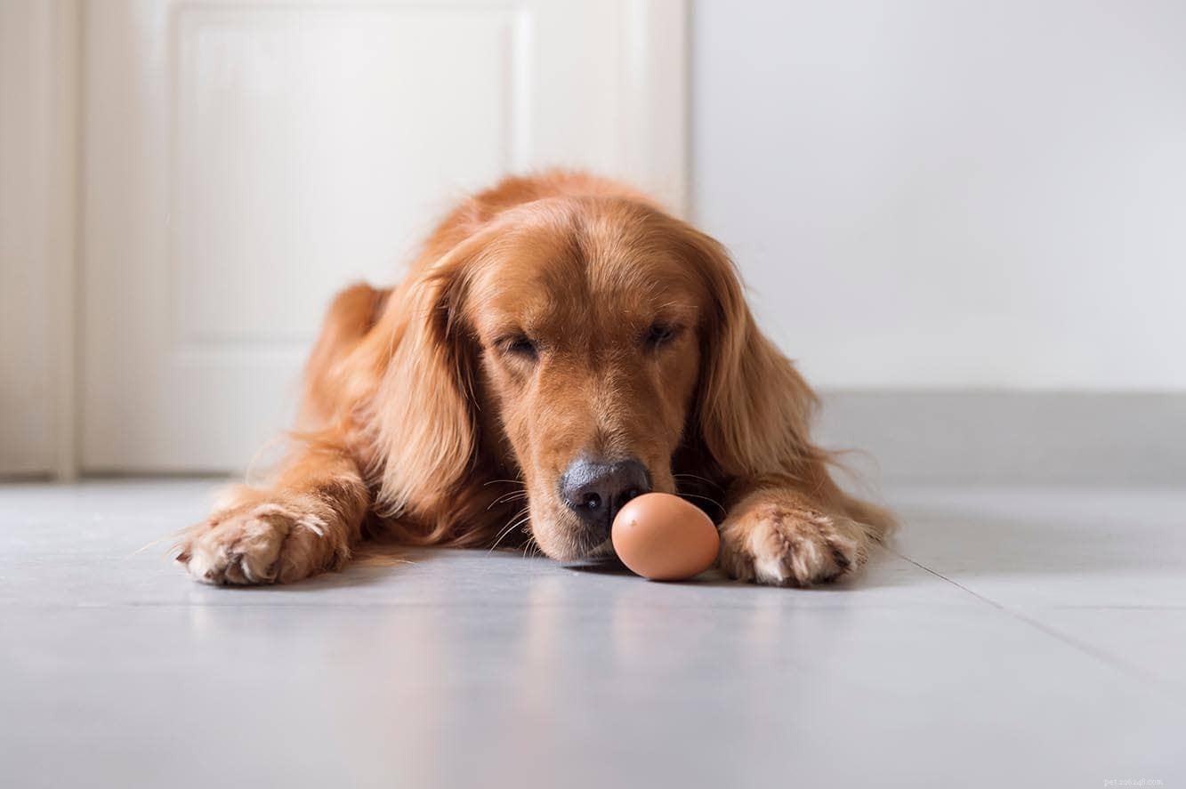 10 Stunning Red Dog Breeds – From Big to Small, Fluffy & Classic (Photos Included)