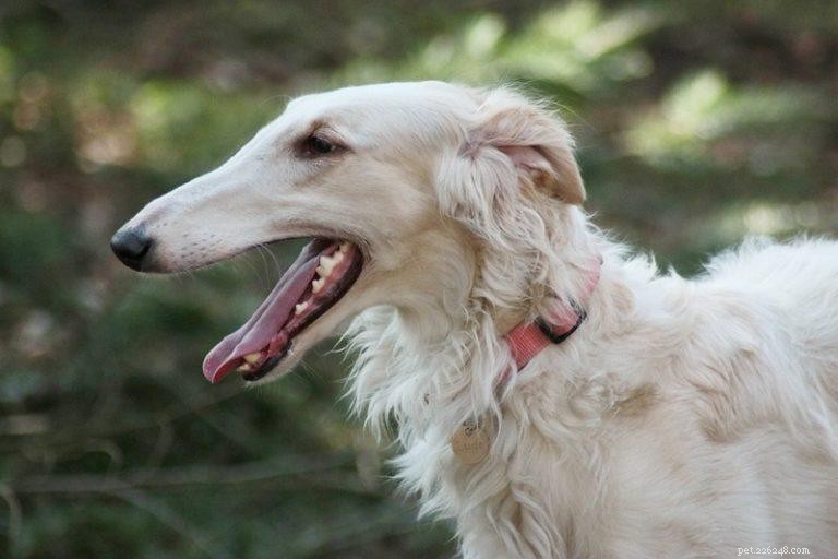 Explore 5 Rare and Exotic Dog Breeds with Stunning Photos