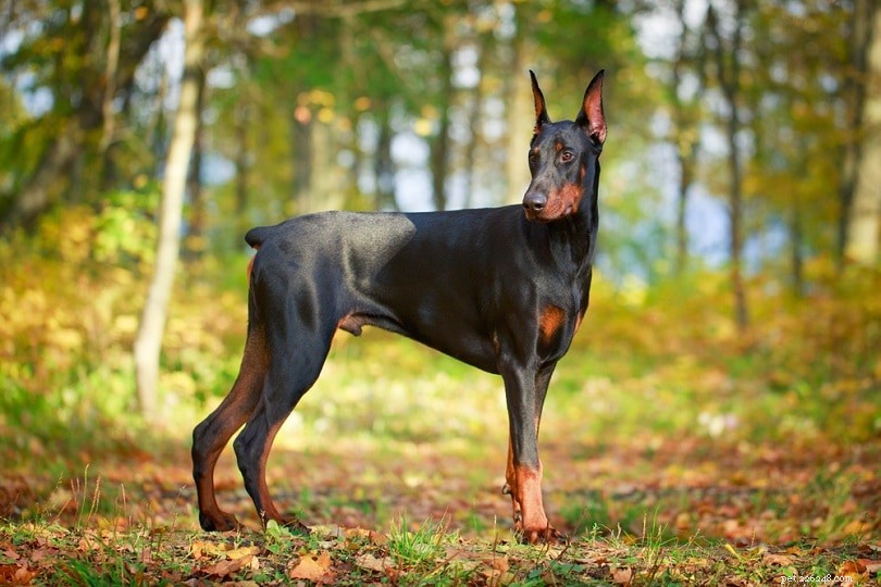 Top 12 Most Loyal Dog Breeds – A Comprehensive Guide with Photos
