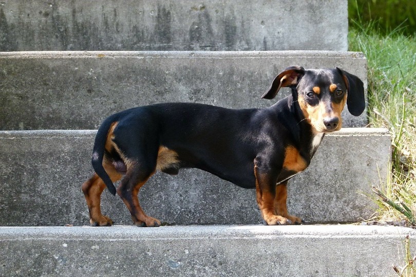 Top 12 Most Loyal Dog Breeds – A Comprehensive Guide with Photos