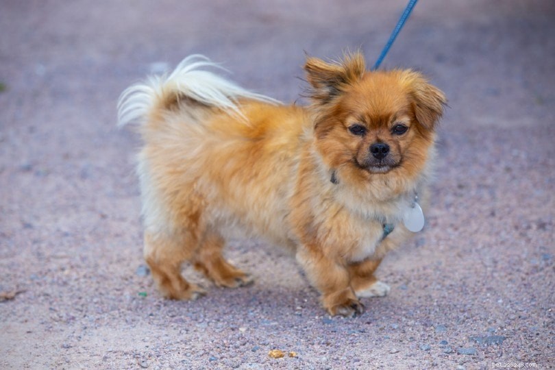 17 Compact, Low-Shedding Dog Breeds – Photos Inside