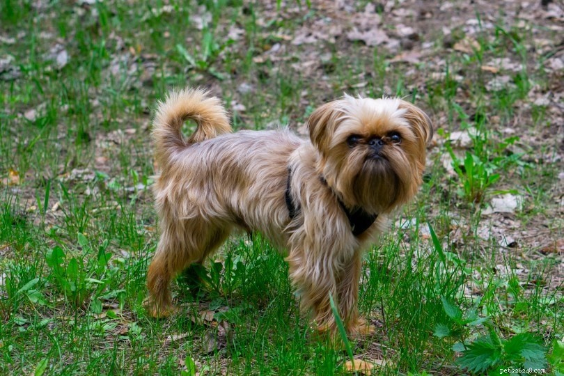 17 Compact, Low-Shedding Dog Breeds – Photos Inside