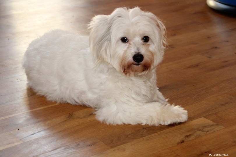 17 Compact, Low-Shedding Dog Breeds – Photos Inside